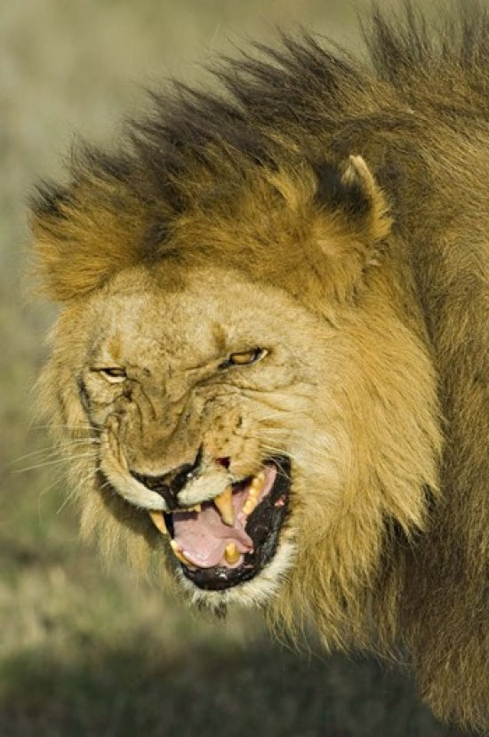 Close-up poster print of a snarling lion in Ngorongoro Conservation Area, Tanzania.