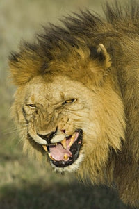 Close-up poster print of a snarling lion in Ngorongoro Conservation Area, Tanzania.