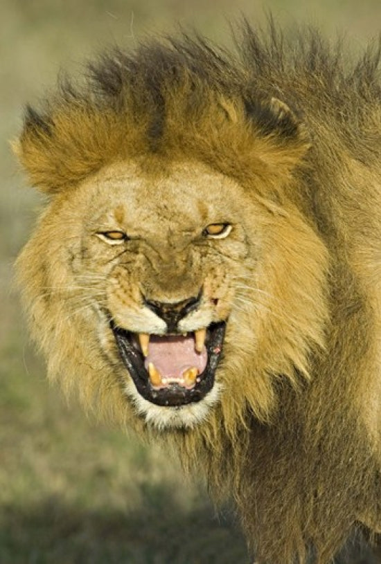 Close-up poster print of a roaring lion in Ngorongoro Conservation Area, Tanzania.