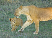 Lioness walking with cub in Ngorongoro Conservation Area poster print.
