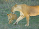 Lioness walking with cub in Ngorongoro Conservation Area poster print.