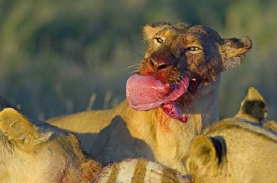Close-up of a lioness eating zebra liver in Ngorongoro Conservation Area