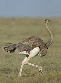 Ostrich running in a field at Ngorongoro Conservation Area, Tanzania poster print.