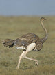 Ostrich running in a field at Ngorongoro Conservation Area, Tanzania poster print.