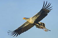 Low angle view of a Secretary Bird flying in Ngorongoro Conservation Area, Tanzania