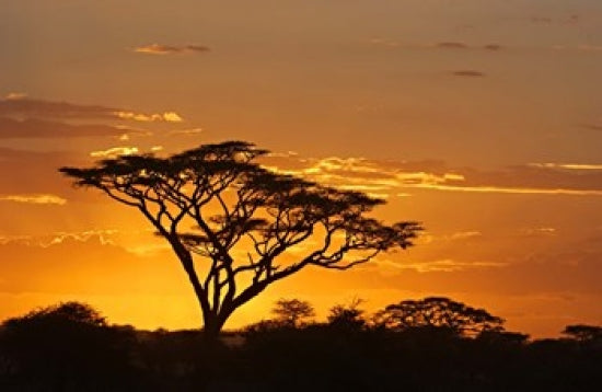Silhouette of trees in the Ngorongoro Conservation Area, Tanzania poster print.