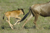 Wildebeest and calf running in Ngorongoro Conservation Area poster print.