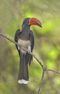 Crowned Hornbill perched on a branch in Lake Manyara, Tanzania poster print.