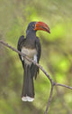 Crowned Hornbill perched on a branch in Lake Manyara, Tanzania poster print.
