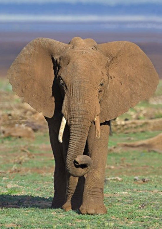 Close-up of an African elephant walking in a field, Lake Manyara, Tanzania poster print.
