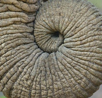 Close-up of an elephant trunk captured in Ngorongoro Conservation Area, Tanzania.