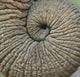 Close-up of an elephant trunk captured in Ngorongoro Conservation Area, Tanzania.