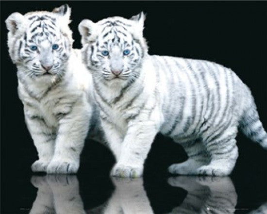White Tiger Cubs Poster Print - Rolled Art Print 20x16