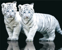 White Tiger Cubs Poster Print - Rolled Art Print 20x16