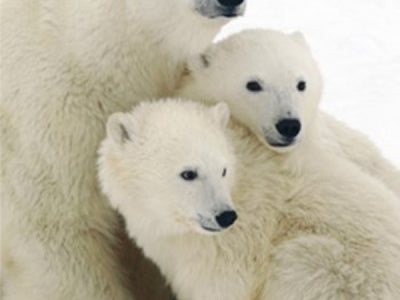 Polar Bear Art