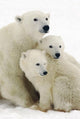 Polar Bear and Cubs Poster Print - 22x34 Rolled Art