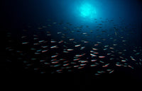 School of Fish with Sunburst in the Banda Sea, Indonesia Poster Print