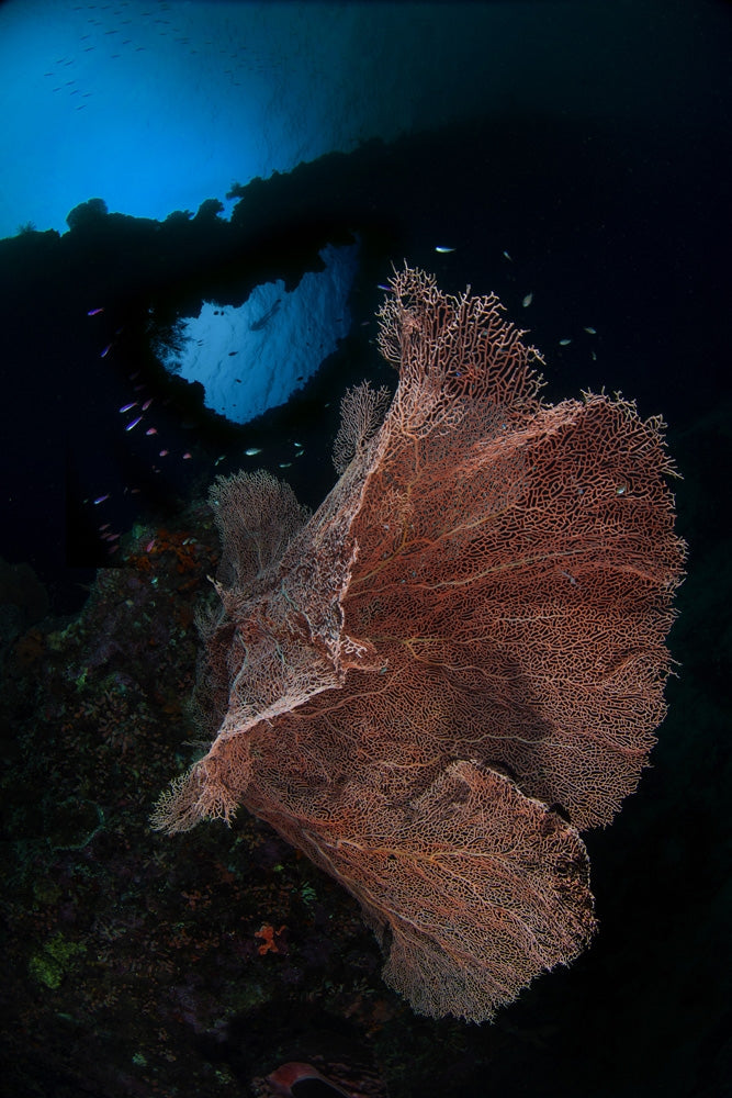 Sea Fan on the Reef in Banda Sea, Indonesia Poster Print featuring vibrant underwater life.