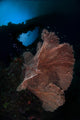 Sea Fan on the Reef in Banda Sea, Indonesia Poster Print featuring vibrant underwater life.