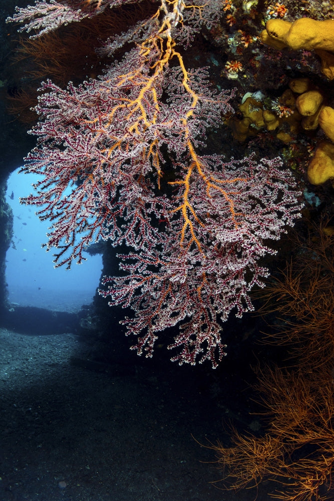 Colony of soft corals on the USS Liberty wreck in Tulamben, Indonesia - Poster Print