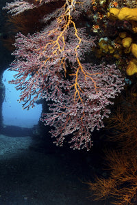 Colony of soft corals on the USS Liberty wreck in Tulamben, Indonesia - Poster Print