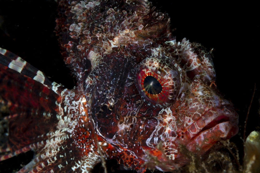 Portrait of a Shortfin Lionfish art print by Stocktrek Images.