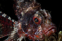 Portrait of a Shortfin Lionfish art print by Stocktrek Images.