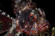 Portrait of a Shortfin Lionfish art print by Stocktrek Images.