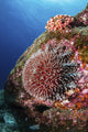 Crown-of-Thorns Sea Star underwater print near La Paz, Baja California Sur, Mexico.