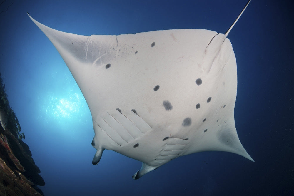 Reef manta ray swimming in the Maldives poster print by Alessandro Cere
