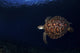 Green Sea Turtle in the Waters of the Maldives Poster Print