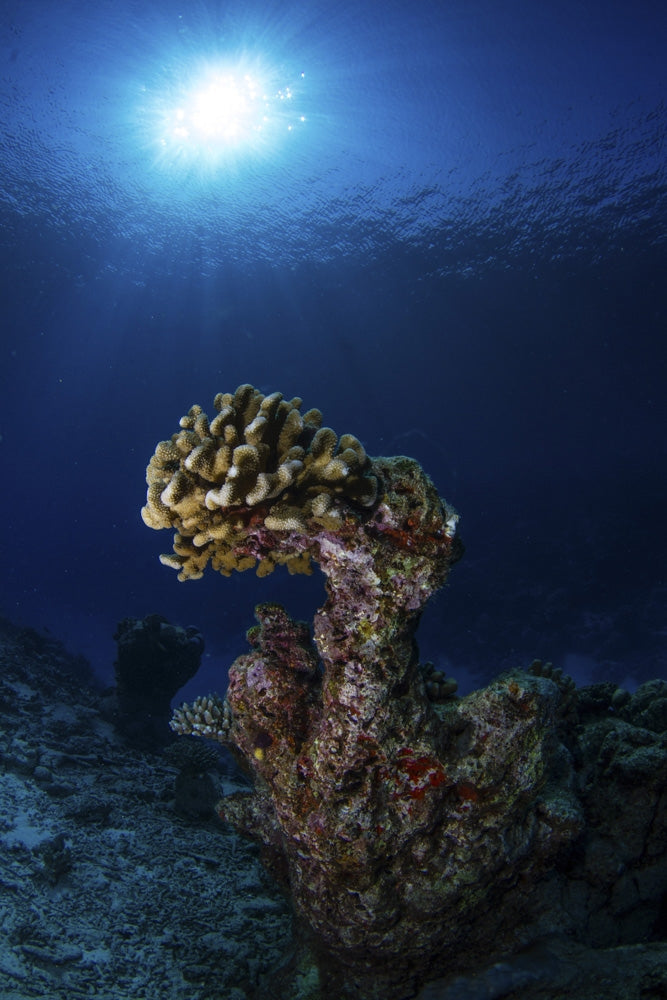 Hard coral underwater scene poster print from the Maldives