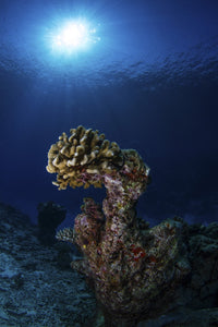 Hard coral underwater scene poster print from the Maldives