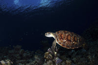 Green sea turtle swimming in the Maldives waters poster print.