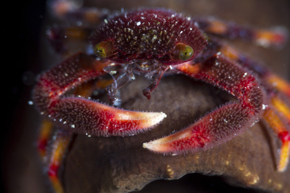 Coral Crab Living in Hard Corals of Anilao, Philippines Poster Print by Alessandro Cere