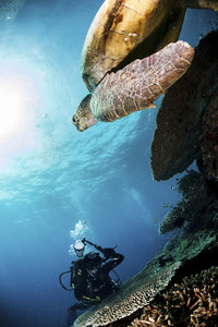 Green sea turtle underwater photography in Sipadan, Malaysia.