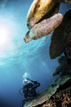 Green sea turtle underwater photography in Sipadan, Malaysia.