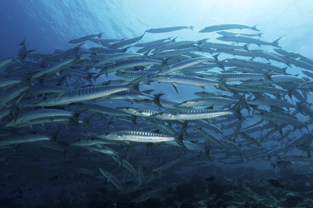 School of barracudas swimming in Sipadan, Malaysia - Poster Print by Alessandro Cere.