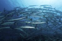 School of barracudas swimming in Sipadan, Malaysia - Poster Print by Alessandro Cere.
