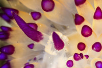 Close-up of Janolus savinkini nudibranch rhinophores poster print