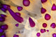 Close-up of Janolus savinkini nudibranch rhinophores poster print
