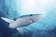 Blue shark with fishing lure in mouth poster print from South Africa.