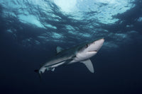 Blue Shark Poster Print showcasing Prionace glauca in South Africa.