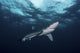 Blue Shark Poster Print showcasing Prionace glauca in South Africa.