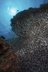 A dense school of bait fish around the wreck of the USS Liberty in Bali, Indonesia.