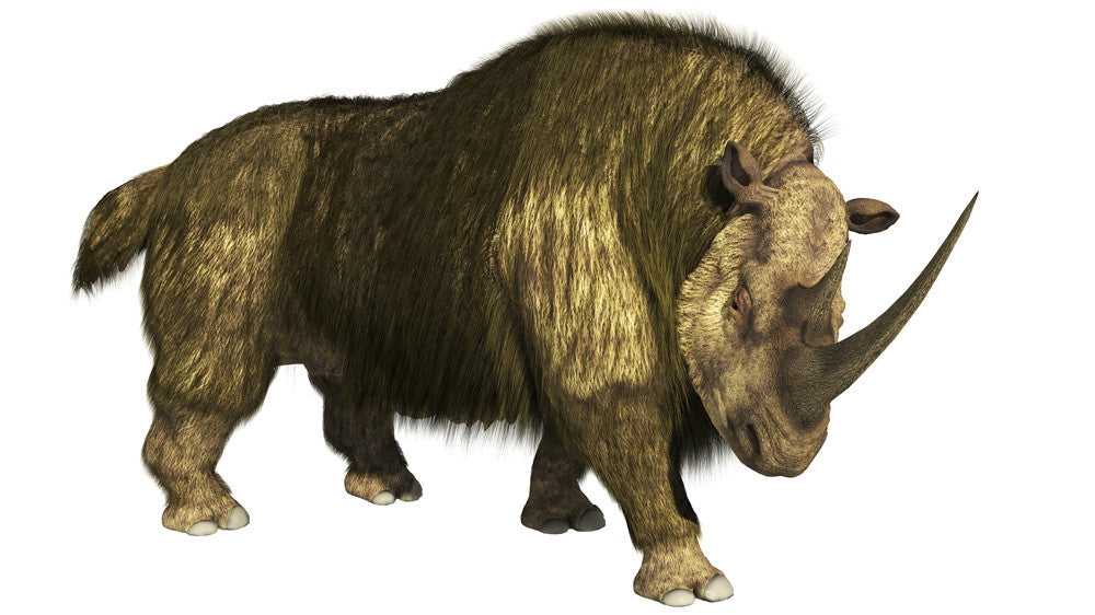 Woolly Rhino Fine Art Print by Arthur Dorety | Posterazzi
