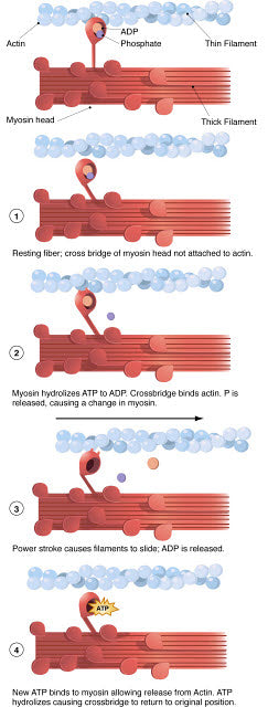 Detailed illustration of muscle contraction with labels by Alan Gesek.
