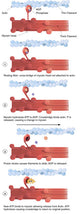 Detailed illustration of muscle contraction with labels by Alan Gesek.