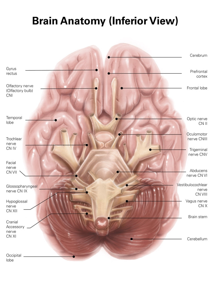Anatomy of the human brain inferior view poster print by Alan Gesek