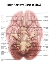 Anatomy of the human brain inferior view poster print by Alan Gesek